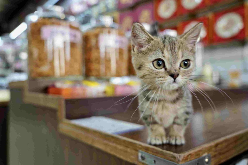 不少店铺饲养的猫咪，都成为明星「店长」，甚受客人欢迎。