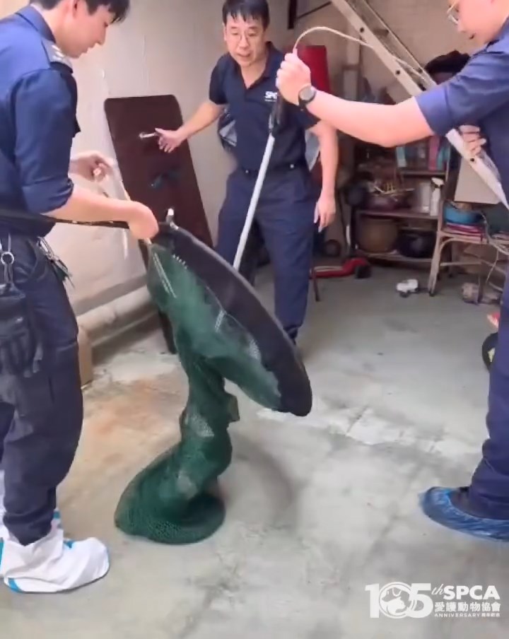 3名督察合力終將鱷魚放入網內。愛協提供片段截圖 3名督察合力終將鱷魚放入網內。愛協提供片段截圖