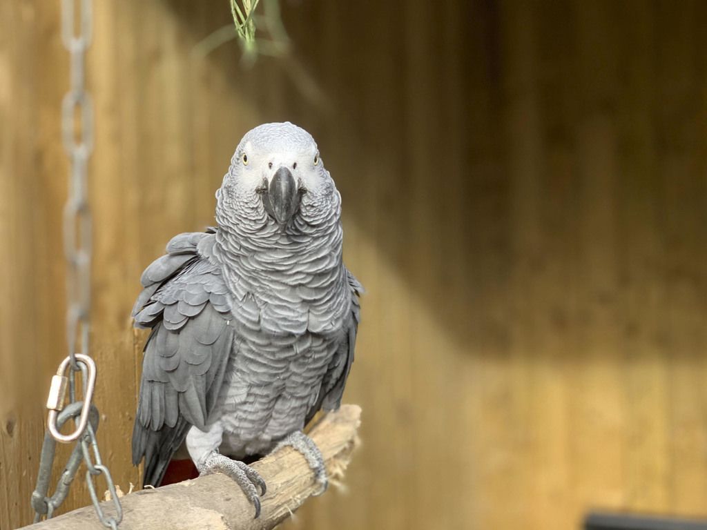 英國林肯郡野生動物園的鸚鵡。 AP