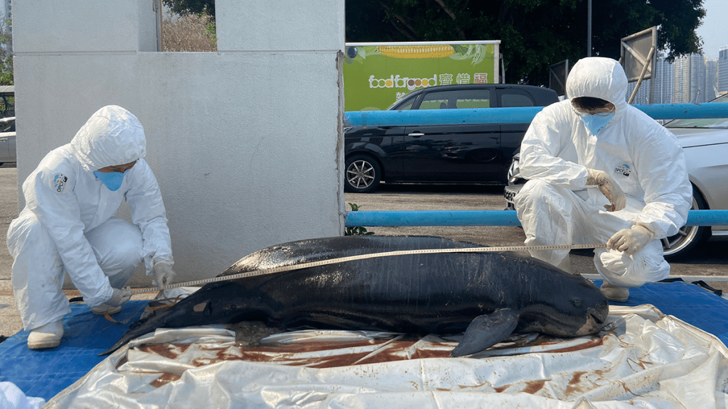 大嶼山狗嶺涌現成年江豚屍體。香港海洋公園保育基金提供