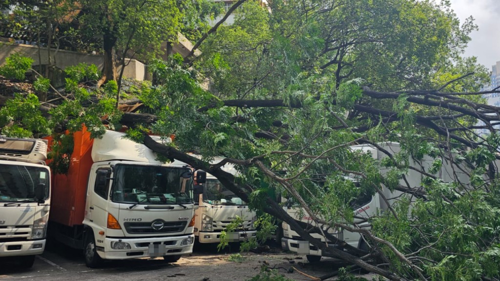 葵涌大榕樹倒塌 6貨車遭殃幸無人傷。事主提供