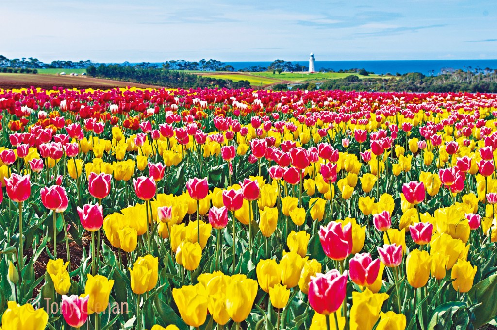 澳洲塔斯曼尼亞小鎮Wynyard的Table Cape Tulip Farm，擁有南半球最大的鬱金香田。