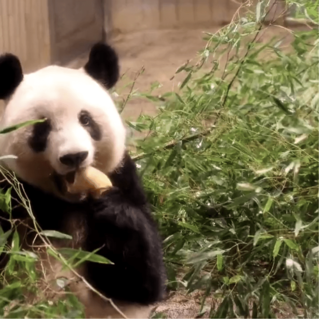 民众拍下最后一次在上野动物园观看大熊猫香香的样子，它正在大口大口吃竹笋。 网上图片