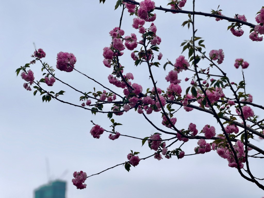 櫻花的開花時節在春季。