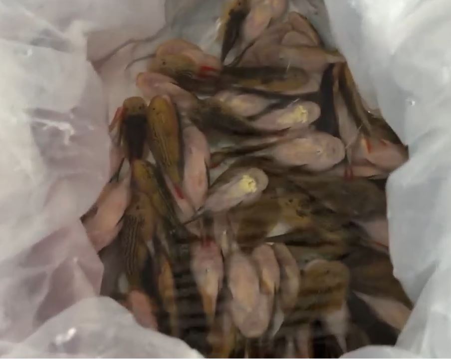 女旅客經羅湖海關北上時，被海關揭發在裙內藏著229條活魚。海關發布