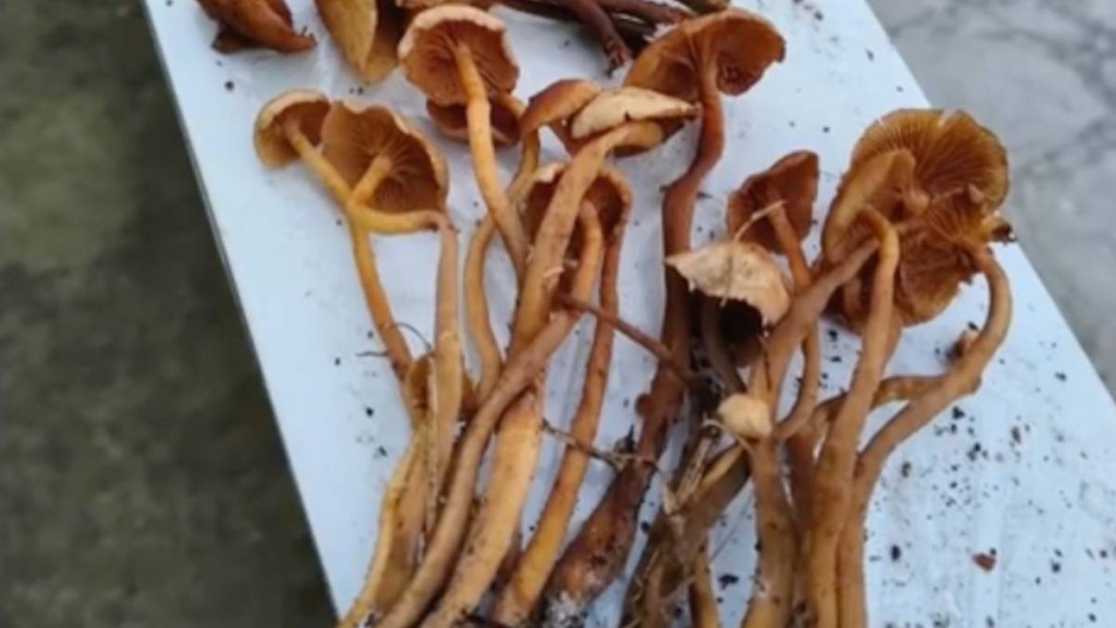 涉案的「野生金針菇」。微博