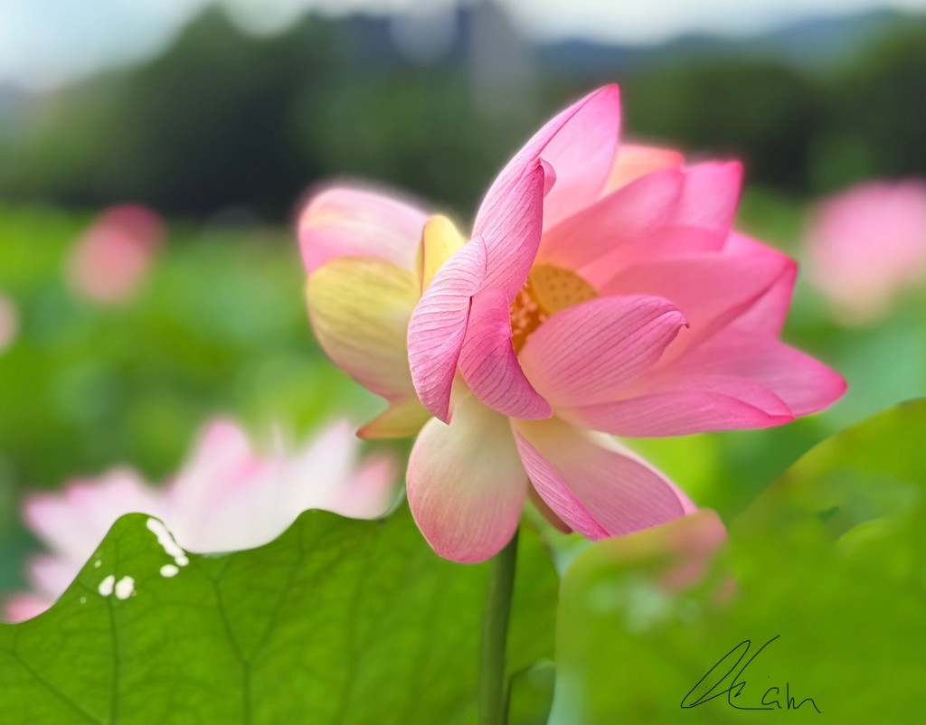塱原自然生態公園荷花。圖片授權Winnie Lam 塱原自然生態公園荷花。圖片授權Winnie Lam