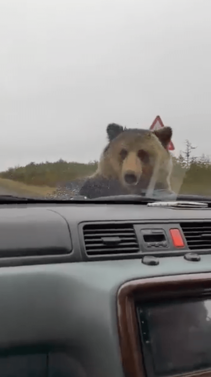 野熊像人一般奮力爬上汽車引擎蓋。