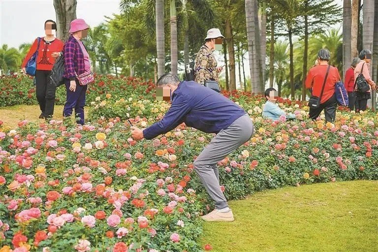 月季花盛放，吸引不少賞花族拍照。（圖片來源：深圳市人民政府新聞辦公室微信）