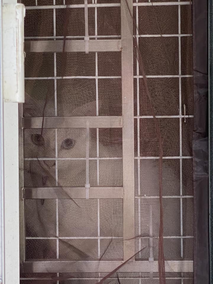 猫咪隔窗传情。网图