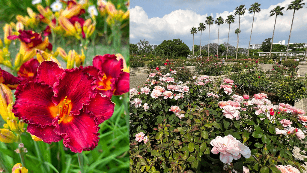 昇哥打卡｜日本大阪市區打卡賞花必遊 - 大阪長居植物園