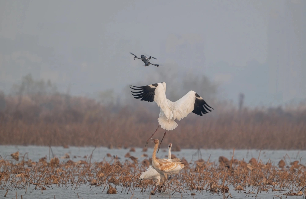 無人機飛近拍攝滋擾白鶴。 無人機飛近拍攝滋擾白鶴。