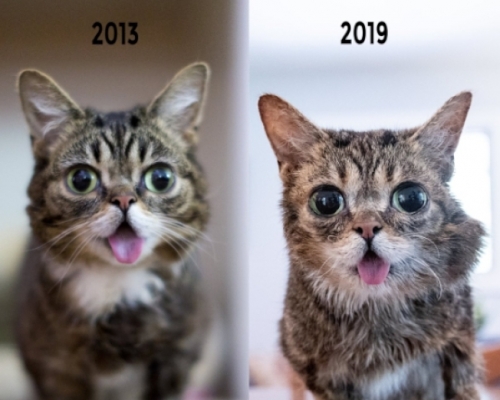 因天生殘障而吐舌的小貓Lil Bub離世。網上圖片