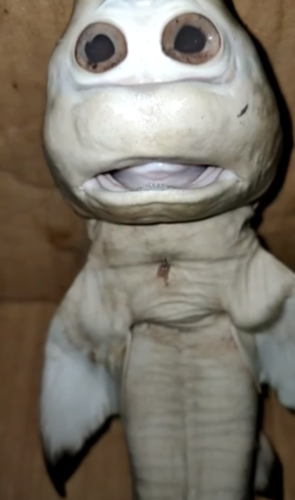 鲨鱼BB长了一张很像人类的脸。（网图）