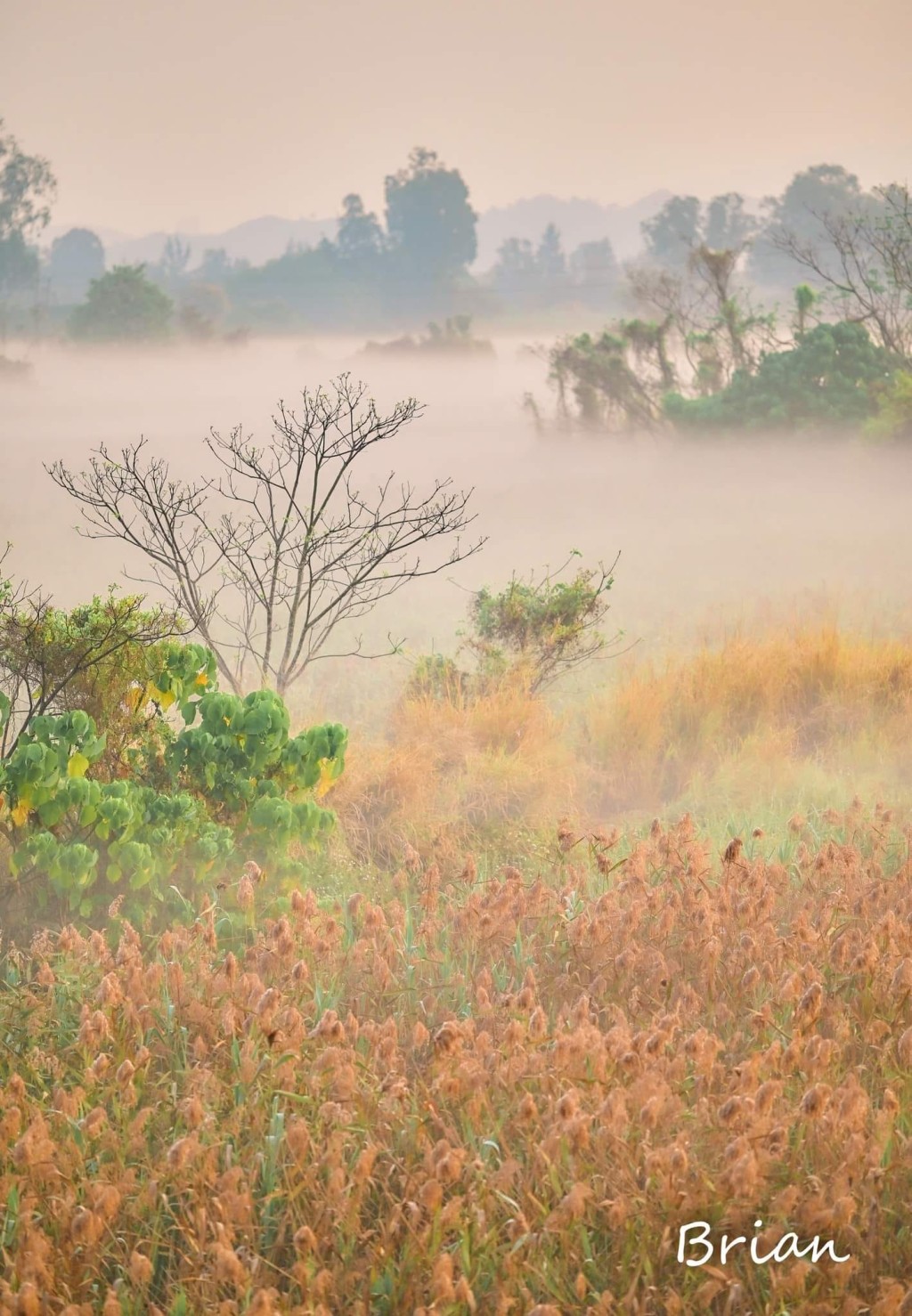 天文台指「日出地霧」係一種靠近地面，好似仙境咁靚嘅霧。圖片授權Brian Chiu