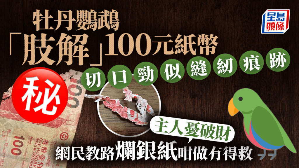 牡丹鸚鵡「肢解」100元紙幣 切口勁似縫紉痕跡 主人呻破財 網民教路爛銀紙咁做有得救｜Juicy叮