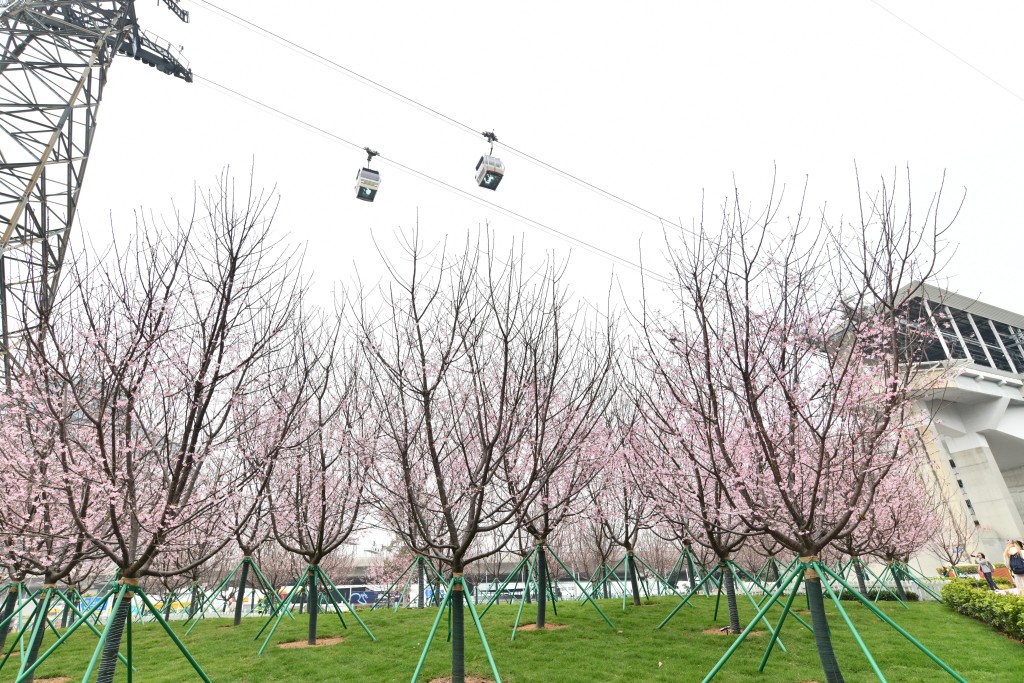 樱花与缆车形成绝美风景线。卢江球摄