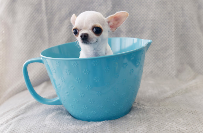 珍珠可以舒適地躺進杯裏。健力士世界紀錄 珍珠可以舒適地躺進杯裏。健力士世界紀錄