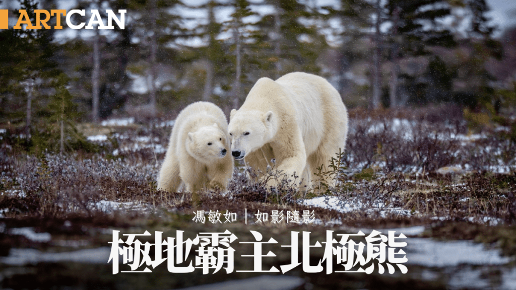 馮敏如 – 極地霸主北極熊 ｜如影．隨影 