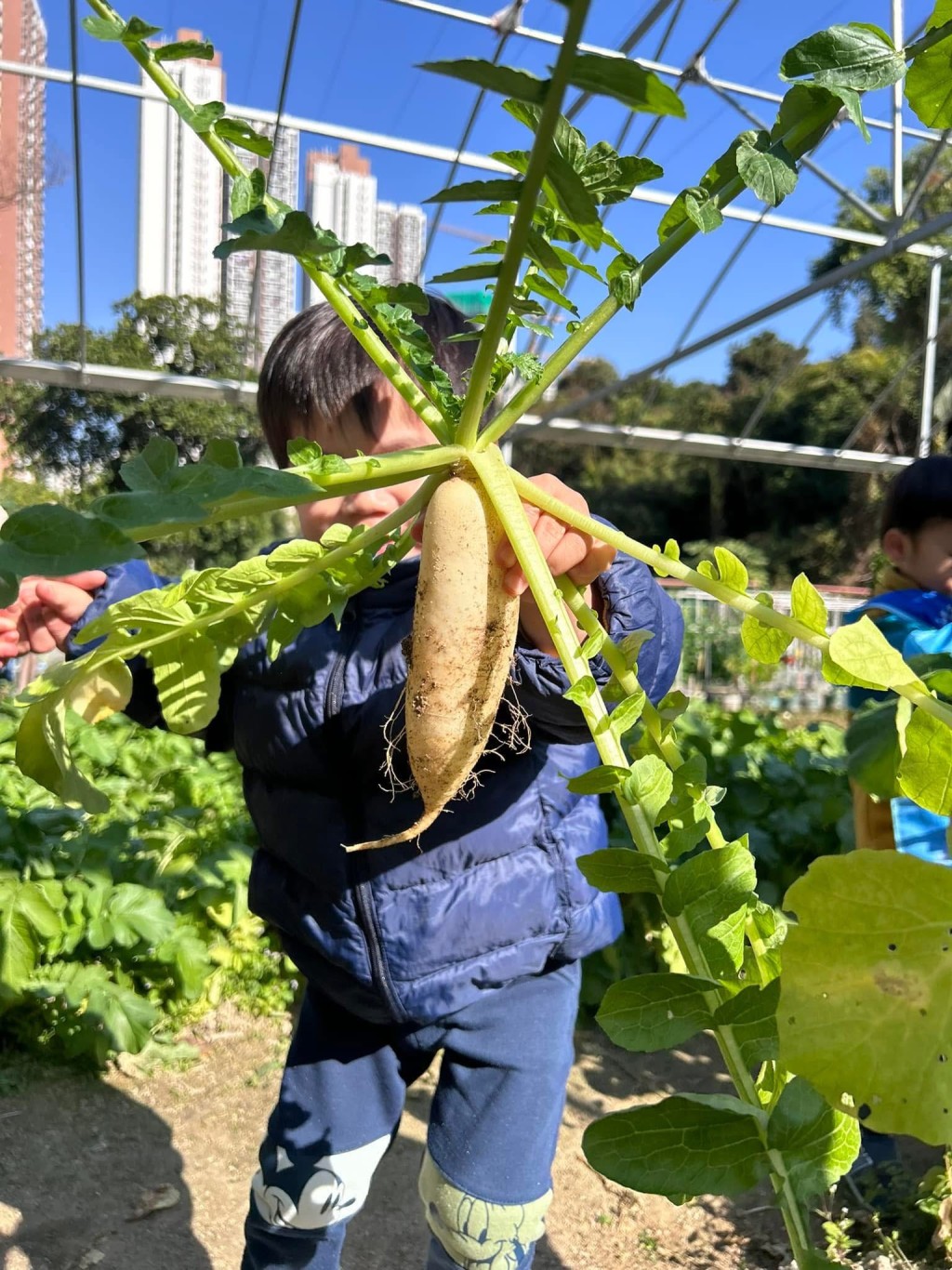 另一野外小廚活動則是拔蘿蔔， 可體驗即拔即整蘿蔔糕。（圖片來源：Playkids Playfun）