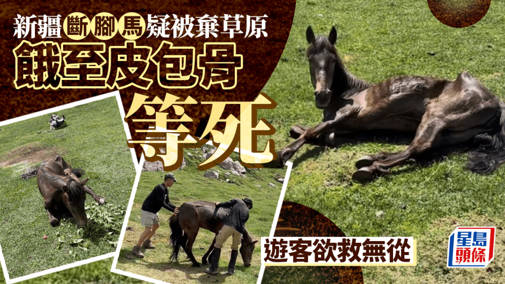 新疆斷腳馬疑慘被棄古道 餓至皮包骨等死