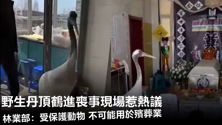 日前遼寧一戶人家為先人辦理後事時,一隻丹頂鶴進入現場引發了熱烈討論,林業部門也作出解釋。網上影片截圖