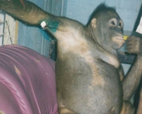 波羅洲有隻名叫波妮（Pony）的雌性紅毛猩猩，慘遭人類當成性奴囚禁。(網圖)