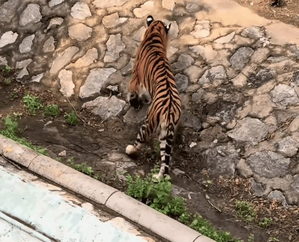 網友反映,北京動物園獅虎山的老虎瘦如「卡片」。 網友反映,北京動物園獅虎山的老虎瘦如「卡片」。