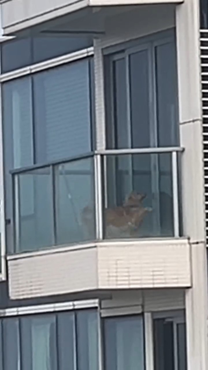 將軍澳日出康城有一隻金毛尋回犬被困在頂層單位的露台上,其間更被人用拖鞋打頭。threads@vkcl.v片段截圖 將軍澳日出康城有一隻金毛尋回犬被困在頂層單位的露台上,其間更被人用拖鞋打頭。threads@vkcl.v片段截圖