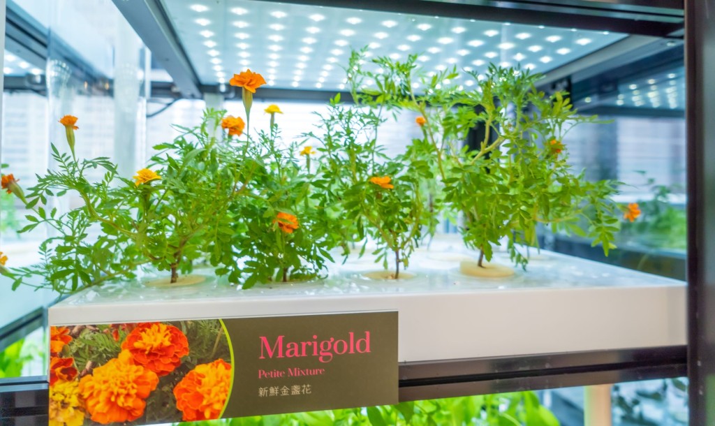本地創科團隊Farmacy HK管理團隊，以全環控智能方式，監控水耕種植機，整個成長過程，均毋須使用農藥及化學肥料。   