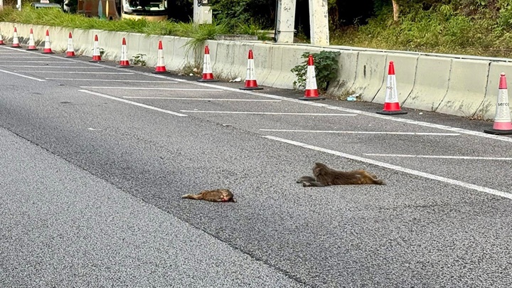 兩隻猴子疑遭汽車撞傷。fb: 車cam L(香港群組)