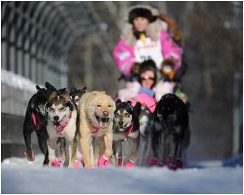 今年共有72支隊伍參與競逐，各支狗拉雪橇隊在多條街道穿梭，非常熱鬧。AP