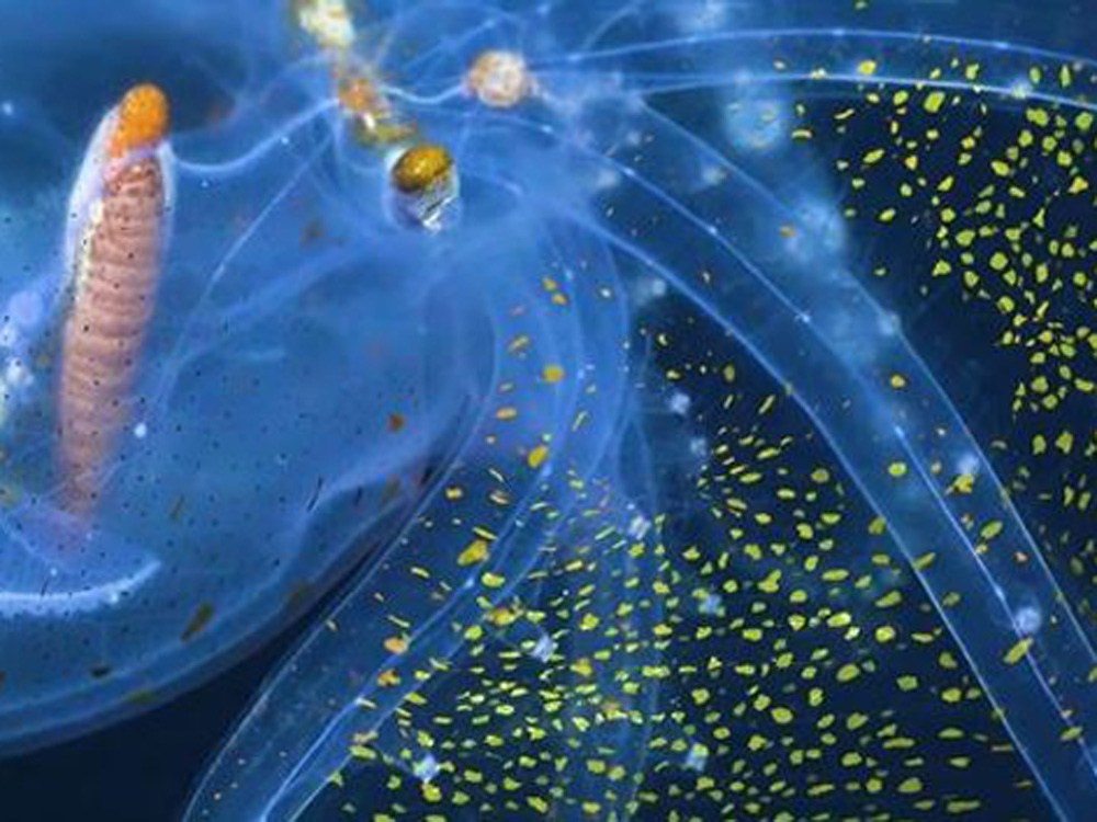 玻璃章魚的肌膚發出黃色光點(短片截圖)