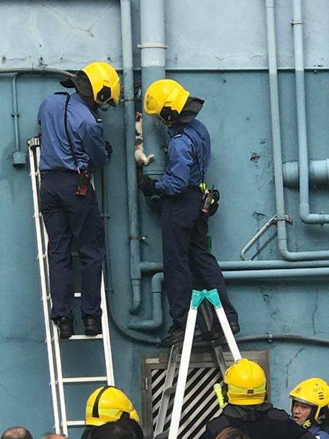 消防員成功救回花貓。香港突發事故報料區