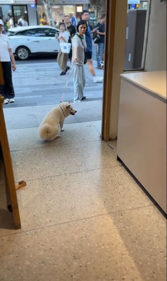糖糖在十全街頗有人氣，是知名的為食狗。抖音