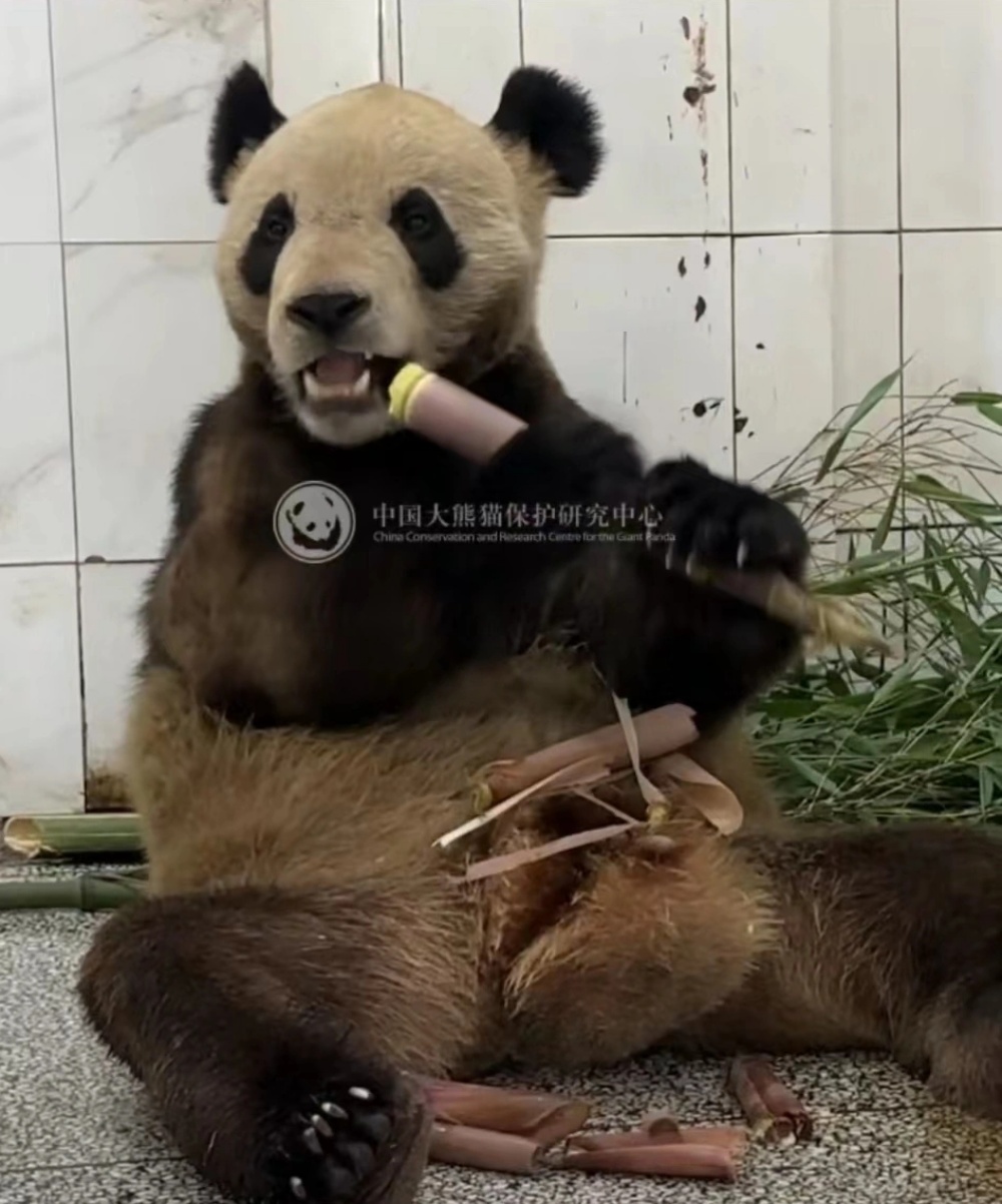 网传雅安熊猫基地里一只大熊猫瘦得皮包骨。