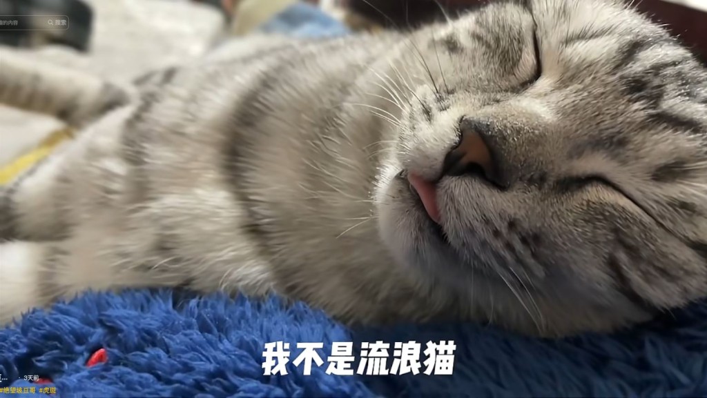 豆豆主人为牠加上名牌，希望游客不再误带落山。抖音