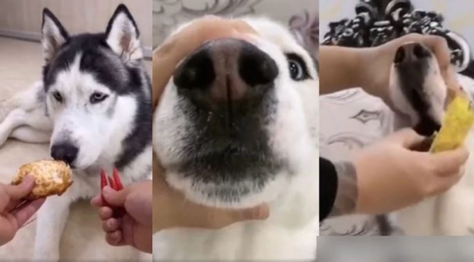 有狗主逼狗狗吃辣椒后,还残忍地用手按著狗狗的口部,防止牠吐出来。网图