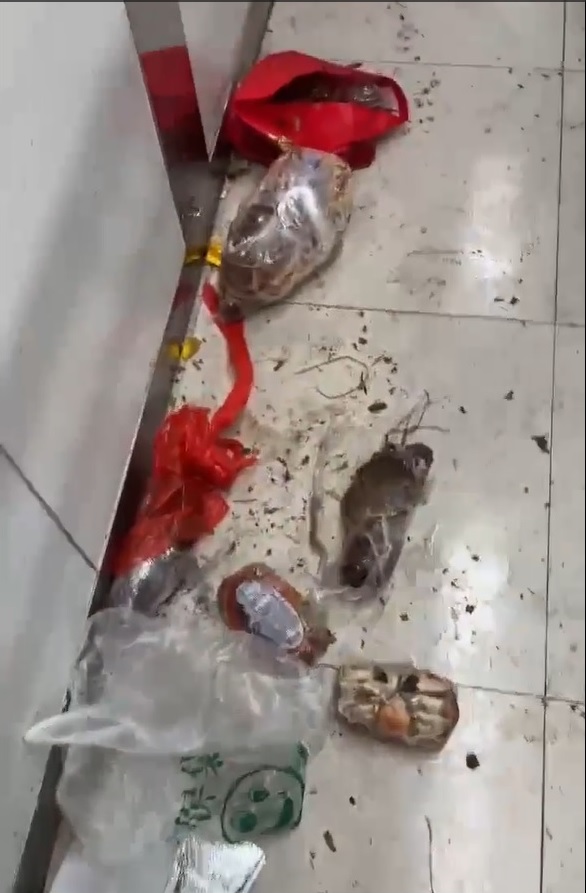 除了走私龍蝦外還有少量螃蟹。。(影片截圖)