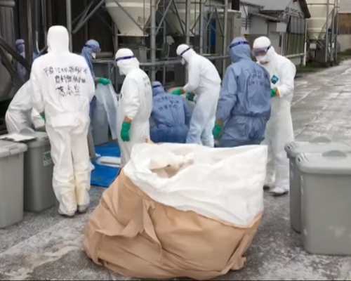 日本秋田縣爆發禽流感，逾14萬隻雞被撲殺。網上影片截圖