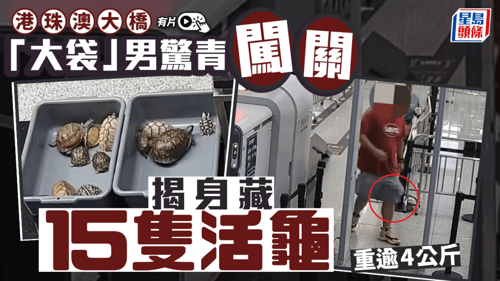 港珠澳大橋︱入境男神色驚青褲袋「脹卜卜」  搜出15隻重逾4公斤活龜︱有片