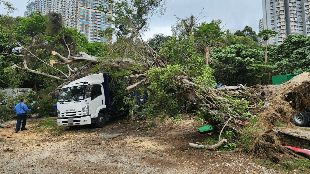 10米高的大樹今午連根拔起倒塌,壓中3車。
