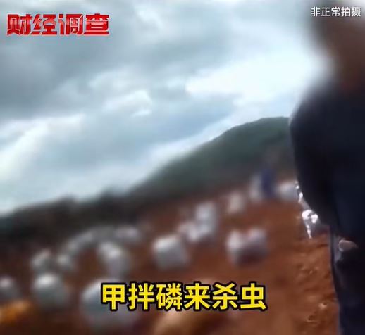 為了增加番薯產量，雲南的種植者私下偷用「禁藥」甲拌磷殺蟲（圖：央視《財經調查》）