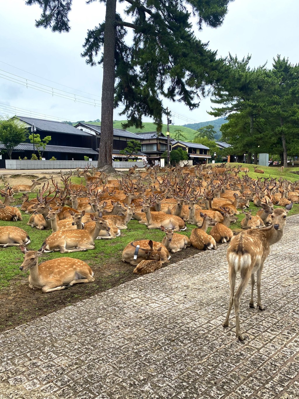 近日有日本市民發現，奈良公園鹿仔多到逼滿草地。 twitter圖