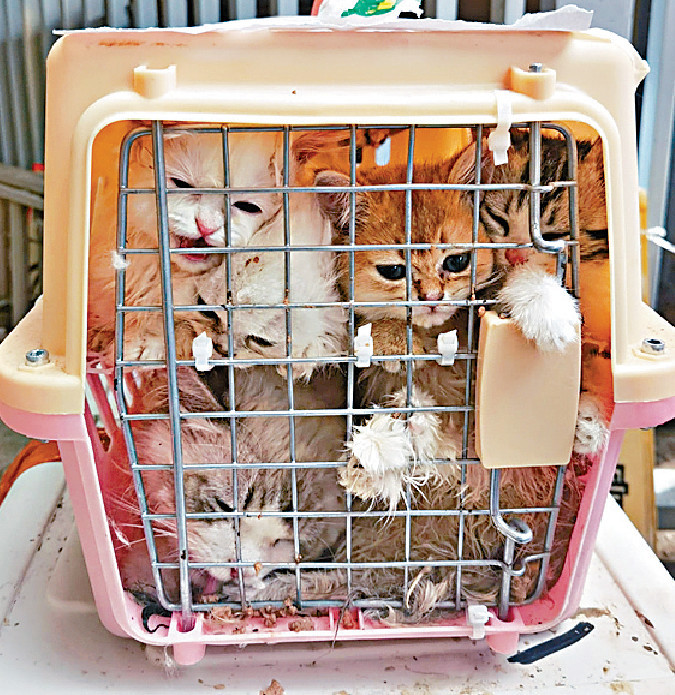 ■大批名種貓狗被人擠入膠籠內，放上快艇偷運來港。