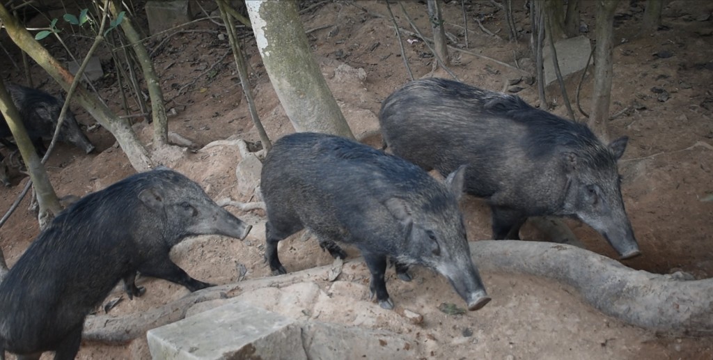 野豬習慣被餵飼後，會走近人討食物。(漁護署提供圖片)