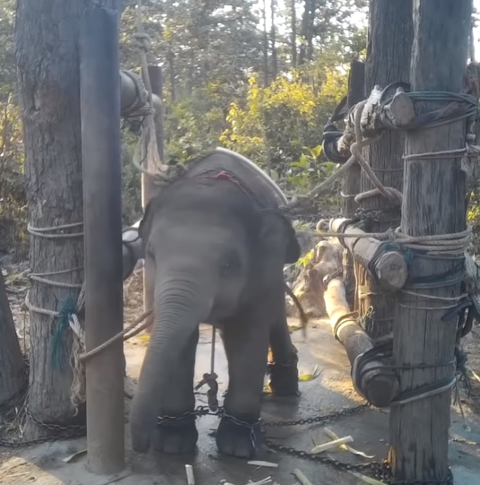 幼象被逼與媽媽分離。(網圖)