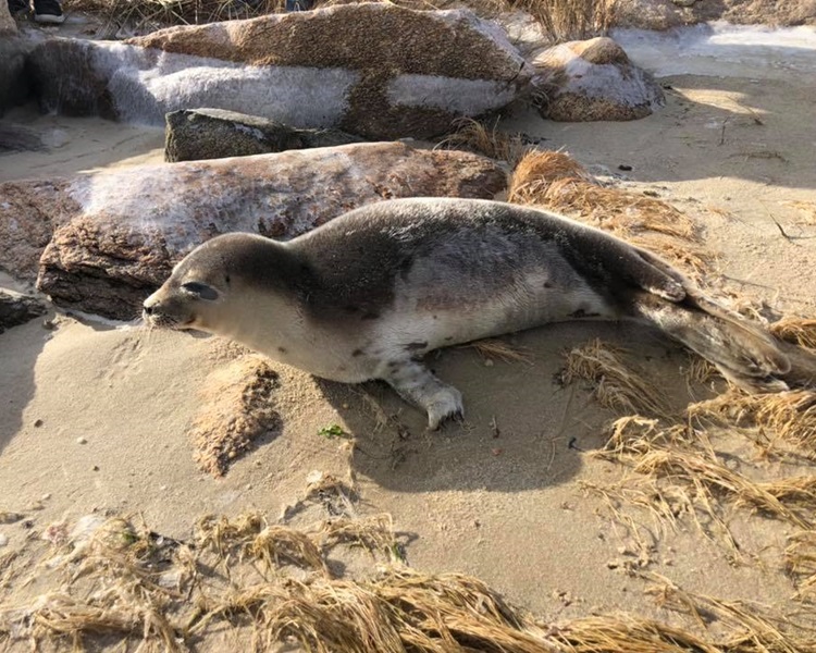 遇到海豹請保持距離。Wareham Department of Natural Resources facebook