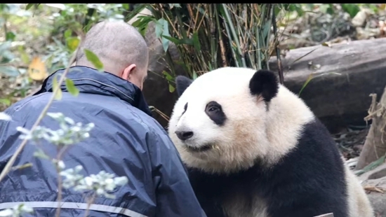 「花花」與其飼養員「譚爺爺」之間的溫馨互動，吸引大量遊客慕名而來。