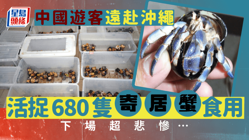 中國遊客沖繩活捉680隻寄居蟹食用 下場悲慘......